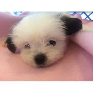 Meet your Posher, Shawn